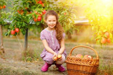 Renkli giysiler içinde küçük okul kızı portresi ve organik meyve bahçesinde kırmızı elmalı lastik çizmeler. Sevimli sağlıklı bebek ağaçlardan taze meyve topluyor ve eğleniyor..