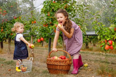 İki kardeş kız kardeş, küçük bebek ve organik meyve bahçesinde kırmızı elmalı çocuk. Mutlu kardeşler, çocuklar, ağaçlardan meyve toplayan güzel kardeşler, eğleniyorlar. Aile, hasat mevsimi