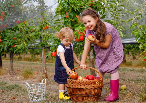 Portrait zwei Geschwister Mädchen, kleines Kleinkind und Kind mit roten Äpfeln in Bio-Obstgarten. Glückliche Geschwister, Kinder, schöne Schwestern, die reife Früchte von Bäumen pflücken, Spaß haben. Familie, Erntezeit — Stockfoto