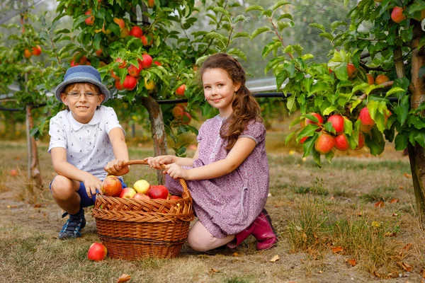 Portrait d'une petite fille et d'un petit garçon aux pommes rouges dans un verger bio. Heureux frères et sœurs, enfants, frère et sœur cueillant des fruits mûrs dans les arbres et s'amusant. Saison de récolte pour la famille. — Photo