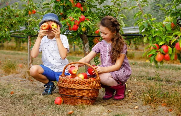 Ritratto di bambina e bambino con mele rosse in frutteto biologico. Fratelli felici, bambini, fratelli e sorelle che raccolgono frutti maturi dagli alberi e si divertono. Stagione di raccolta per la famiglia. — Foto Stock
