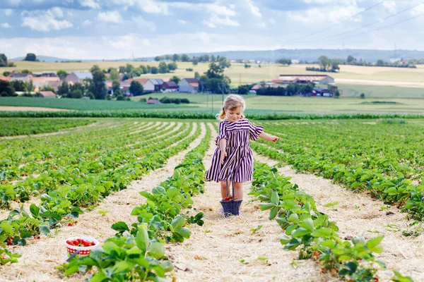 Счастливая маленькая девочка собирает и ест клубнику на ферме органических ягод летом, в теплый солнечный день. Ребенок веселится, помогая. Мальчик на клубничном поле, спелые красные ягоды. — стоковое фото