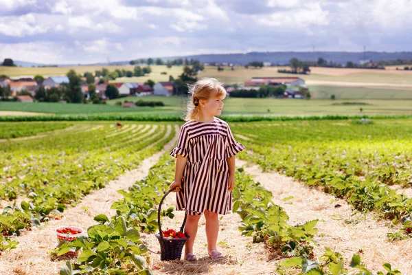 Felice bambina che raccoglie e mangia fragole nella fattoria di bacche biologiche in estate, nella calda giornata di sole. Il bambino si diverte ad aiutare. Ragazzo sul campo di piantagione di fragole, bacche rosse mature. — Foto Stock