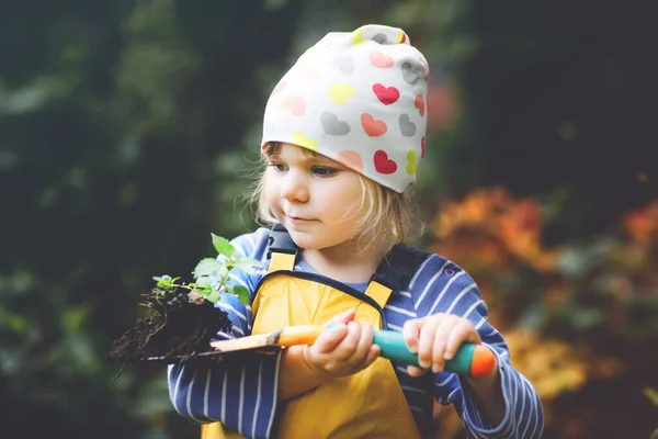 緑の植物の苗を手に庭のシャベルを持っている愛らしい小さな幼児の女の子。かわいい子供は庭を学び、国内の庭で野菜を植え、栽培する。生態系、有機食品. — ストック写真
