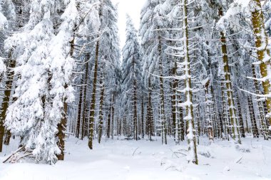 Pine trees in forest covered with snow on frosty evening. Beautiful stunning winter panorama, winterwonderland. Germany, Hesse, Hoherodskodskopf clipart
