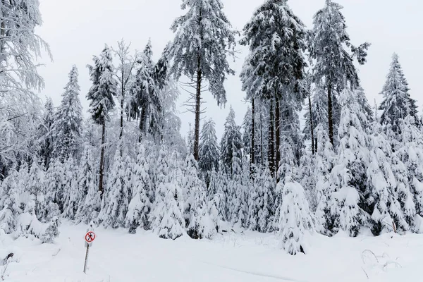森の中の松の木は霜の降る夜に雪で覆われていた。美しい冬のパノラマ、冬の不思議の国。ドイツ、ヘッセ、ホーエロドシュコドスコフ — ストック写真