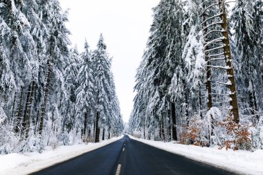 Soğuk bir gecede ormandaki çam ağaçları karla kaplıdır. Muhteşem kış manzarası, Kış Harikalar Diyarı. Almanya, Hesse, Hoherodskodskopf
