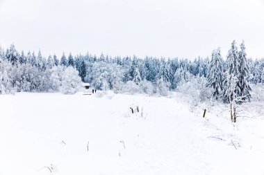 Pine trees in forest covered with snow on frosty evening. Beautiful stunning winter panorama, winterwonderland. Germany, Hesse, Hoherodskodskopf clipart