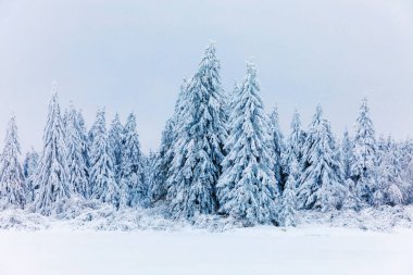 Soğuk bir gecede ormandaki çam ağaçları karla kaplıdır. Muhteşem kış manzarası, Kış Harikalar Diyarı. Almanya, Hesse, Hoherodskodskopf
