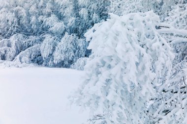 Soğuk bir gecede ormandaki çam ağaçları karla kaplıdır. Muhteşem kış manzarası, Kış Harikalar Diyarı. Almanya, Hesse, Hoherodskodskopf