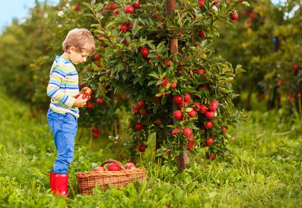 Niño rubio feliz activo recogiendo y comiendo manzanas rojas en la granja orgánica, otoño al aire libre. Divertido niño preescolar divirtiéndose con ayudar y cosechar. — Foto de Stock