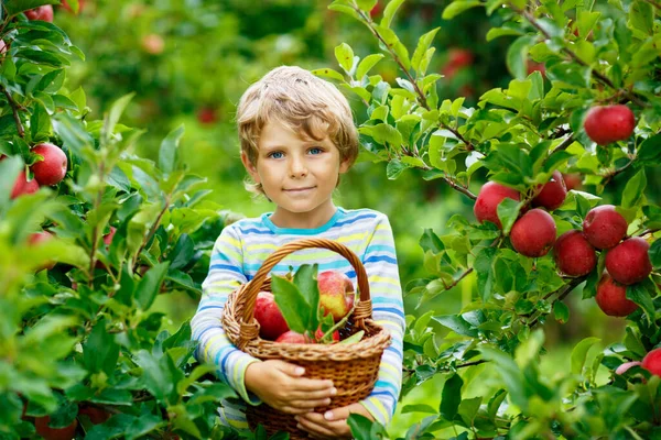 Active happy blond kid boy picking and eating red apples on organic farm, autumn outdoors. Funny little preschool child having fun with helping and harvesting. — Stock Photo, Image