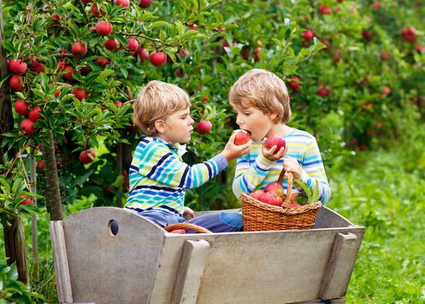 Två söta glada små pojkar plockar och äter röda äpplen på ekologisk gård, hösten utomhus. Roliga små förskolebarn, syskon, tvillingar och bästa vänner som har roligt med att hjälpa till att skörda — Stockfoto