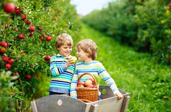 Zwei entzückende, fröhliche kleine Jungen, die rote Äpfel pflücken und essen auf dem Biobauernhof, Herbst im Freien. Lustige kleine Vorschulkinder, Geschwister, Zwillinge und beste Freunde haben Spaß bei der Ernte — Stockfoto