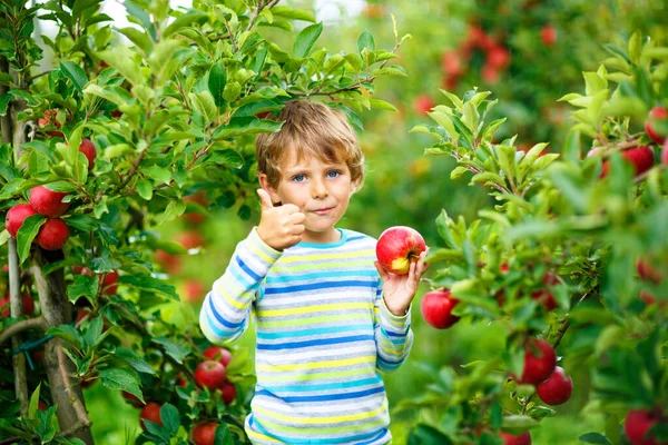 Active happy blond kid boy picking and eating red apples on organic farm, autumn outdoors. Funny little preschool child having fun with helping and harvesting. — Stock Photo, Image