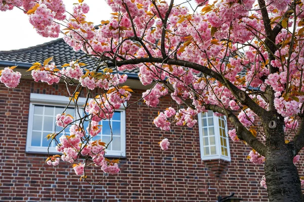 Şehirde çiçek açan güzel, pembe kiraz ağaçlarının ilkbahar manzarası. Güneşli bahar gününde açan güzel. — Stok fotoğraf