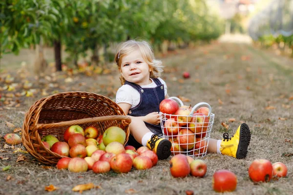 Portrait of little toddler girl with red apples in organic orchard. Adorable happy healthy baby child picking fresh ripe fruits from trees and having fun. Harvest season. — Stock Photo, Image