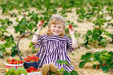Küçük mutlu kız yazın, güneşli bir günde organik böğürtlen çiftliğinde çilek toplayıp yiyor. Çocuk yardım ederken eğleniyor. Çilek tarlasında çocuk, olgun kırmızı böğürtlen.
