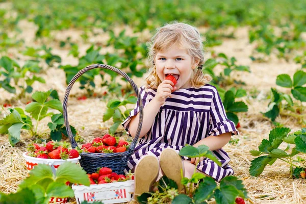 Šťastné malé batolátko, které v létě sbírá a jí jahody na organické bobulové farmě, za teplého slunečného dne. Dítě se baví pomáháním. Dítě na jahodovém poli, zralé červené bobule. — Stock fotografie