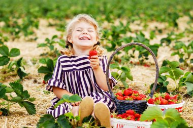 Küçük mutlu kız yazın, güneşli bir günde organik böğürtlen çiftliğinde çilek toplayıp yiyor. Çocuk yardım ederken eğleniyor. Çilek tarlasında çocuk, olgun kırmızı böğürtlen.