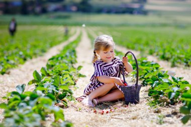 Küçük mutlu kız yazın, güneşli bir günde organik böğürtlen çiftliğinde çilek toplayıp yiyor. Çocuk yardım ederken eğleniyor. Çilek tarlasında çocuk, olgun kırmızı böğürtlen.