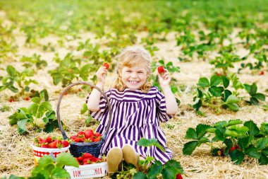 Küçük mutlu kız yazın, güneşli bir günde organik böğürtlen çiftliğinde çilek toplayıp yiyor. Çocuk yardım ederken eğleniyor. Çilek tarlasında çocuk, olgun kırmızı böğürtlen.