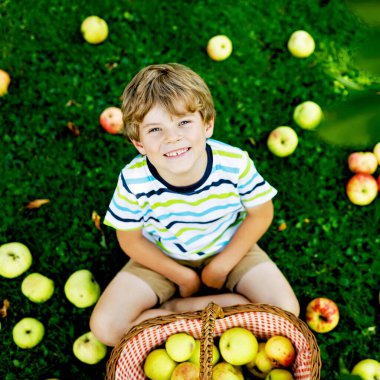 Güzel sarışın mutlu çocuk organik çiftlikte sonbaharda açık havada kırmızı elma toplayıp yiyor. Küçük komik anaokulu çocuğu, bahçe bahçesinde yardım edip hasatla eğleniyor..