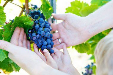 Çocuk ve yetişkin, baba ve oğulun elleri ve mavi üzümler yerleşik bir şaraphanede hasat etmeye hazır. Çocuk hasat için yardım ediyor. Almanya, Mosel ve Rhine yakınlarında üzüm bağı.