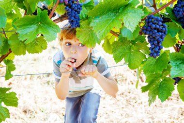 Gülümseyen mutlu sarışın çocuk arka planda olgun mavi üzümler yiyor. Çocuk hasat için yardım ediyor. Almanya, Mosel ve Rhine yakınlarında üzüm bağı