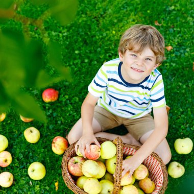 Güzel sarışın mutlu çocuk organik çiftlikte sonbaharda açık havada kırmızı elma toplayıp yiyor. Küçük komik anaokulu çocuğu, bahçe bahçesinde yardım edip hasatla eğleniyor..
