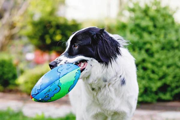 Güzel köpek oyun oynuyor ve aile bahçesinde eğleniyor. Yazın parlak ışıkla, hayvan portresi.