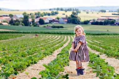 Küçük mutlu kız yazın, güneşli bir günde organik böğürtlen çiftliğinde çilek toplayıp yiyor. Çocuk yardım ederken eğleniyor. Çilek tarlasında çocuk, olgun kırmızı böğürtlen.
