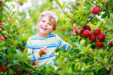 Dışarıda sonbaharda organik çiftlikte kırmızı elma toplayıp yiyen sevimli çocuk. Küçük komik anaokulu çocuğu yardım ve hasatla eğleniyor..