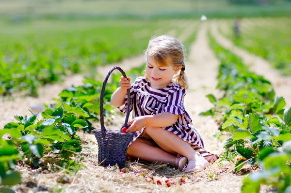 Küçük mutlu kız yazın, güneşli bir günde organik böğürtlen çiftliğinde çilek toplayıp yiyor. Çocuk yardım ederken eğleniyor. Çilek tarlasında çocuk, olgun kırmızı böğürtlen.