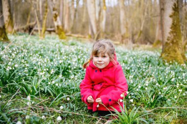 Cute little girl with first spring flowers snowflakes on sunny day in forest, outdoors. Child with floor covered with leucojum vernum spring flowers. Beautiful family walk.