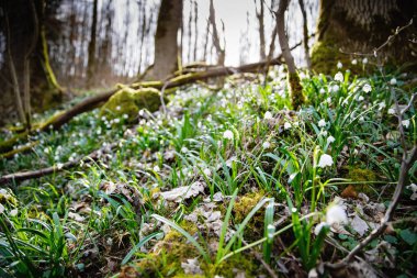 İlkbahar erken açan güzel kar tanesi çiçekleri bir bahar ormanında leucojum vernum. Orman zemini Alman Maerzenbecher kar taneleriyle kaplı. Leucojum vernum