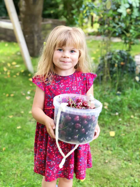 Cute little toddler girl holding bucket with ripe sweet red cherries. Happy child picking fresh organic berries in domestic garden on summer day. Outdoors. Healthy fruits and berries. — Stock Photo, Image