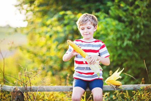 Felice bambino in età prescolare che tiene mais fresco sano in fattoria nel campo, all'aperto il giorno d'estate. Bambino divertente hild divertirsi con l'agricoltura e giardinaggio di verdure. Vendemmia, Giorno del Ringraziamento — Foto Stock