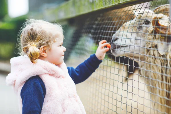 Urocza dziewczynka karmiąca małe kozy i owce na farmie dla dzieci. Piękne dziecko pieszczące zwierzęta w zoo. Podekscytowana i szczęśliwa dziewczyna na rodzinny weekend. — Zdjęcie stockowe