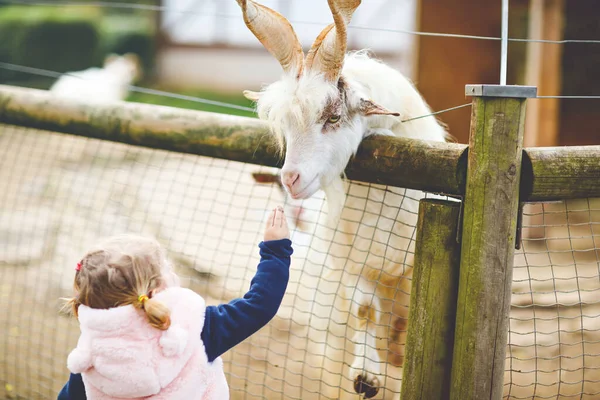 Söt liten flicka som matar små getter och får på en barngård. Vackra baby barn klappa djur i djurparken. Spännande och glad flicka på familje helg. — Stockfoto