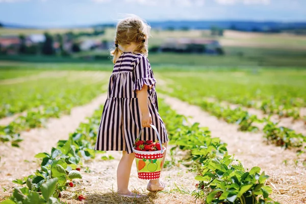 Boldog kisbaba lány szedi és eszik egészséges epret a bio bogyó farmon nyáron, a napsütéses napon. A gyerek jól szórakozik a segítéssel. Gyerek az eperültetvényen, érett vörös bogyók. — Stock Fotó