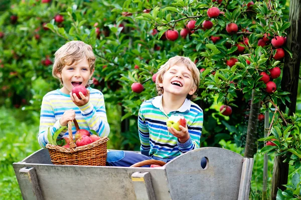 Twee schattige, gelukkige jongens die rode appels plukken en eten op biologische boerderij, in de herfst buiten. Grappige kleine kleuters, broers en zussen, tweelingen en beste vrienden die plezier hebben met het helpen oogsten — Stockfoto