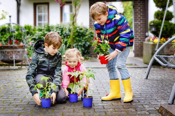 Dos niños de la escuela y una niña con semillas de tomate y pepino. Tres niños cultivando un huerto en primavera en un día frío. Hermanos y linda hermanita divirtiéndose juntos en el jardín —  Fotos de Stock