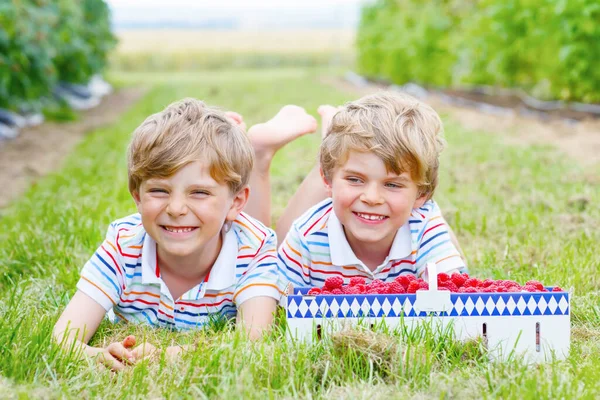 Two little sibling kids boys having fun on raspberry farm in summer. Children, cute twins eating healthy organic food, fresh berries as snack. Kids helping with harvest — Stockfoto