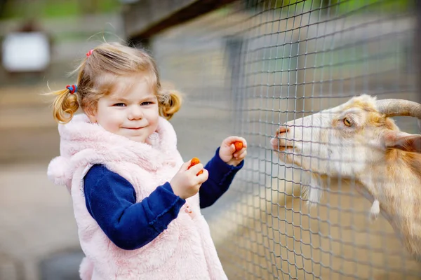 Schattig schattig peutermeisje dat geiten en schapen voedt op een kinderboerderij. Prachtige baby kind aaien dieren in de dierentuin. Opgewonden en gelukkig meisje op familie weekend. — Stockfoto