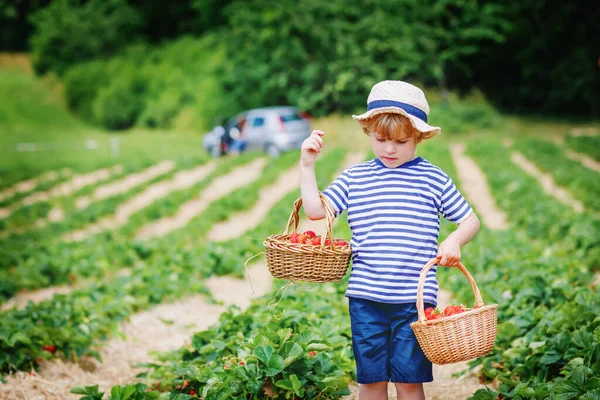 Malý chlapec sbírá jahody na bio farmě, venku. — Stock fotografie