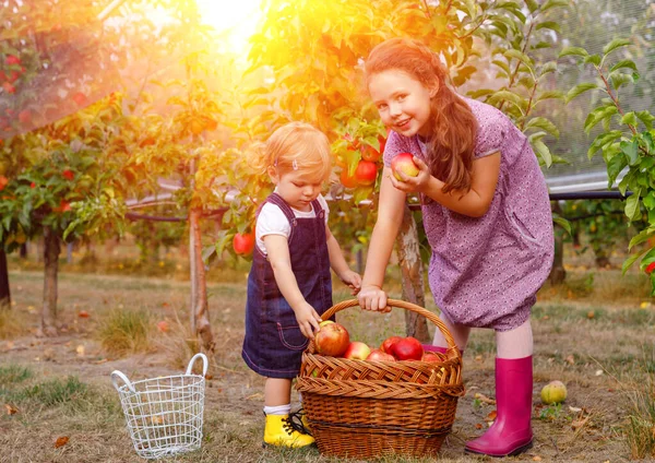 Porträtt två syskon flickor, liten småbarn och barn med röda äpplen i ekologisk fruktträdgård. Lyckliga syskon, barn, vackra systrar plocka mogna frukter från träd, ha kul. Familj, skördesäsong — Stockfoto
