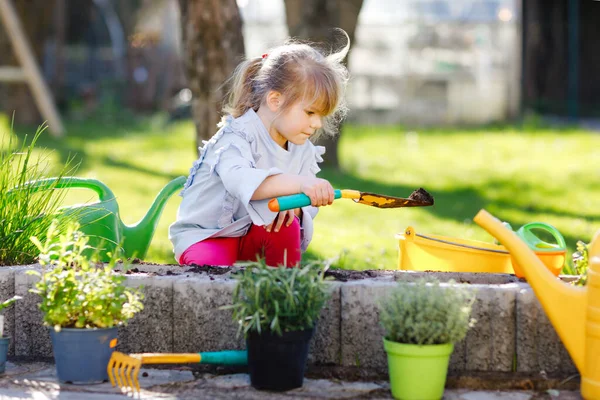 Adorável menina criança segurando pá de jardim com plantas verdes mudas nas mãos. Criança bonito aprender jardinagem, plantio e cultivo de ervas vegetais no jardim doméstico. Ecologia, alimentos orgânicos. — Fotografia de Stock