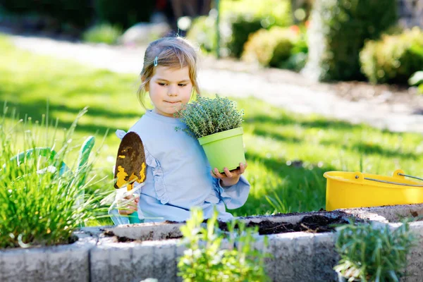 Förtjusande liten småbarnsflicka som håller trädgårdsspade med gröna växter fröplanta i händerna. Söta barn lär sig trädgårdsskötsel, plantering och odling av grönsaksörter i hushållsträdgården. Ekologi, ekologisk mat. — Stockfoto