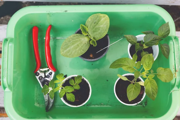 Fechar-se de plantas de seedings de tomates cultivadas em casa orgânica estufa pela família e crianças. Mudas de tomate, abóbora e pimenta. — Fotografia de Stock